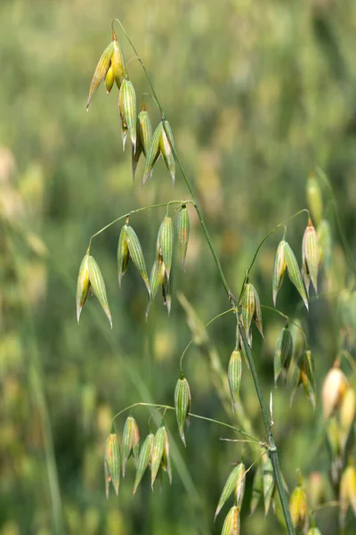 Detail of the green Oat Spike