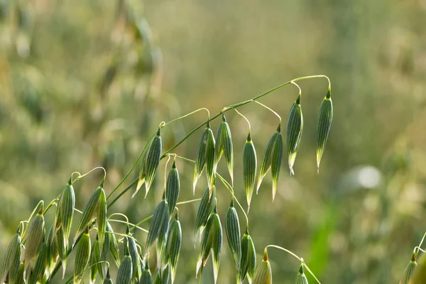 Detail of the green Oat Spike