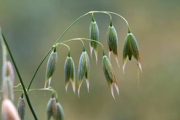 Detail of the green Oat Spike