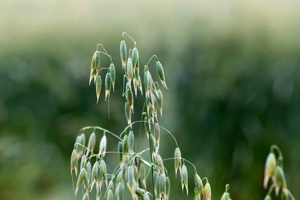 Detail of the green Oat Spike