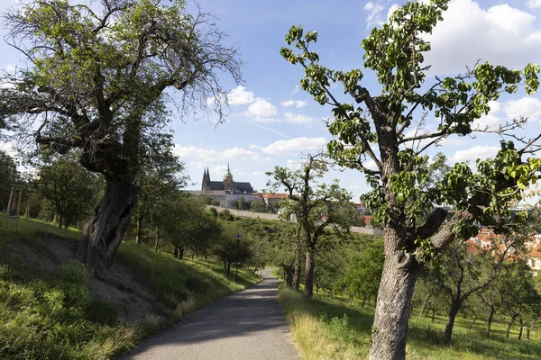 夏季布拉格城 有哥特式城堡和来自捷克共和国Petrin山的绿色大自然 — 图库照片