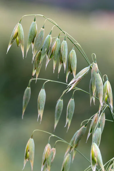 Detail of the green Oat Spike