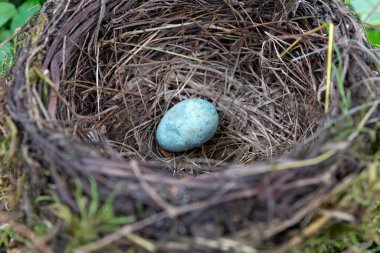 Terk Edilmiş Starling Kuş Yuvası Yumurtalı
