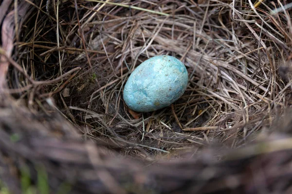 Terk Edilmiş Starling Kuş Yuvası Yumurtalı — Stok fotoğraf