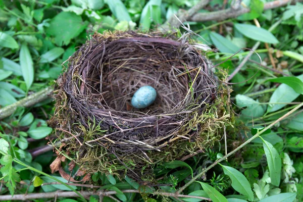 Opuštěné Starling Ptačí Hnízdo Vejcem — Stock fotografie