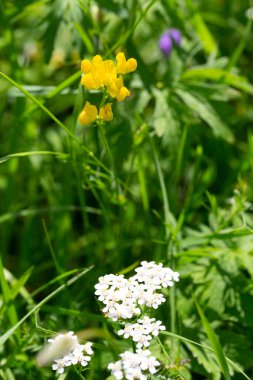 Yazın kır çiçeklerinin ayrıntıları.