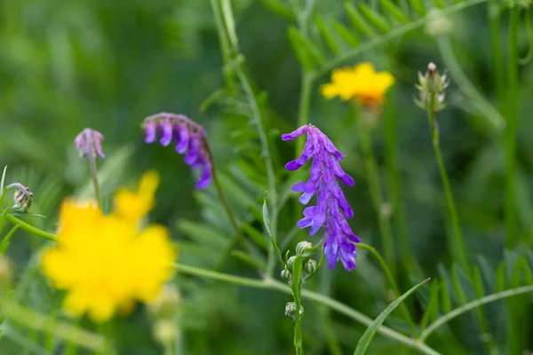 Szczegóły Wildflowers Lecie Natura — Zdjęcie stockowe