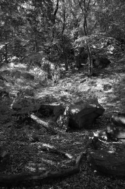 Orta Çek Cumhuriyeti 'ndeki Sazava Nehri hakkında Bakire Ormandaki Romantik Ağaçlar