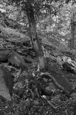 Orta Çek Cumhuriyeti 'ndeki Sazava Nehri hakkında Bakire Ormandaki Romantik Ağaçlar