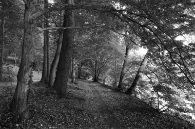 Orta Çek Cumhuriyeti 'ndeki Sazava Nehri hakkında Bakire Ormandaki Romantik Ağaçlar