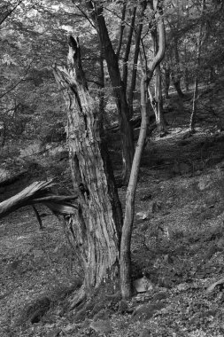 Orta Çek Cumhuriyeti 'ndeki Sazava Nehri hakkında Bakire Ormandaki Romantik Ağaçlar