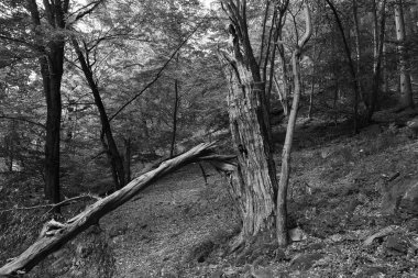Orta Çek Cumhuriyeti 'ndeki Sazava Nehri hakkında Bakire Ormandaki Romantik Ağaçlar