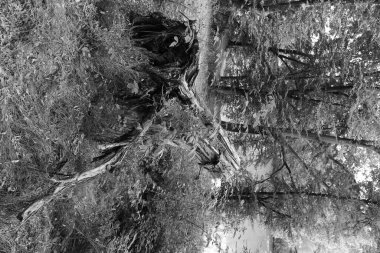 Orta Çek Cumhuriyeti 'ndeki Sazava Nehri hakkında Bakire Ormandaki Romantik Ağaçlar