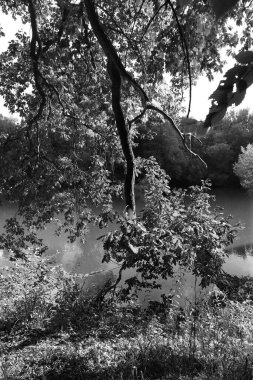 Orta Çek Cumhuriyeti 'ndeki Sazava Nehri hakkında Bakire Ormandaki Romantik Ağaçlar