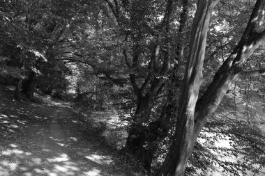 Orta Çek Cumhuriyeti 'ndeki Sazava Nehri hakkında Bakire Ormandaki Romantik Ağaçlar