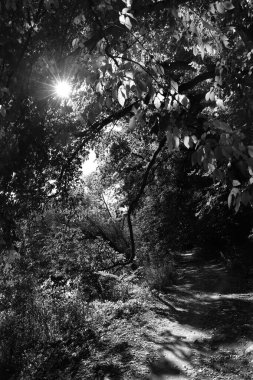 Orta Çek Cumhuriyeti 'ndeki Sazava Nehri hakkında Bakire Ormandaki Romantik Ağaçlar