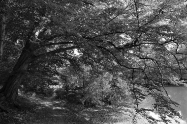 Orta Çek Cumhuriyeti 'ndeki Sazava Nehri hakkında Bakire Ormandaki Romantik Ağaçlar