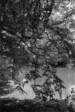 Orta Çek Cumhuriyeti 'ndeki Sazava Nehri hakkında Bakire Ormandaki Romantik Ağaçlar