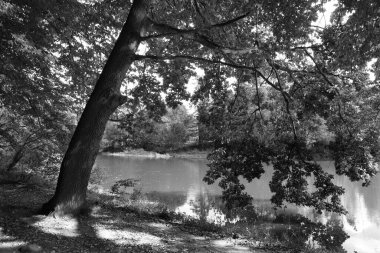 Orta Çek Cumhuriyeti 'ndeki Sazava Nehri hakkında Bakire Ormandaki Romantik Ağaçlar