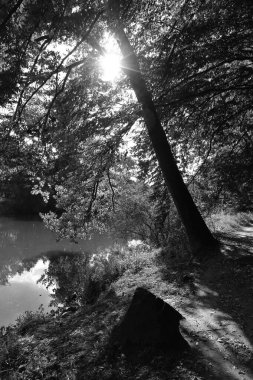 Orta Çek Cumhuriyeti 'ndeki Sazava Nehri hakkında Bakire Ormandaki Romantik Ağaçlar