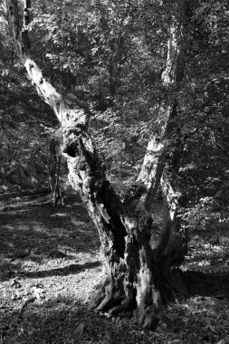 Orta Çek Cumhuriyeti 'ndeki Sazava Nehri hakkında Bakire Ormandaki Romantik Ağaçlar