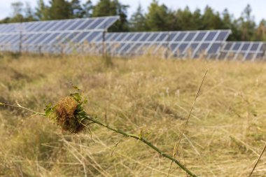 Yaz sonu Nature 'daki Güneş Enerjisi Santrali' nin detayları