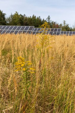Yaz sonu Nature 'daki Güneş Enerjisi Santrali' nin detayları