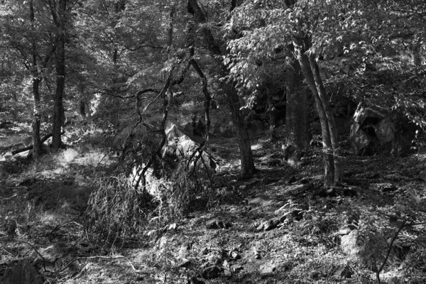 Árvores Grandes Velhas Românticas Floresta Virgem Sobre Rio Sazava Checo — Fotografia de Stock