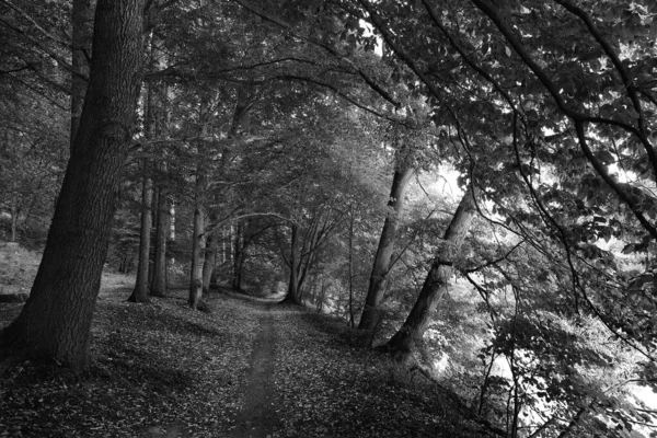 Romantische Oude Grote Bomen Maagdelijk Bos Rivier Sazava Midden Tsjechië — Stockfoto