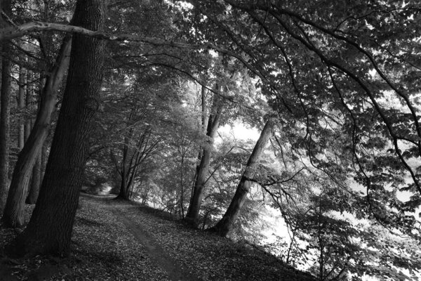 Romantic old big Trees in virgin Forest about River Sazava in Central Czech
