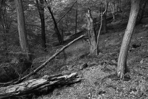 Romantische Oude Grote Bomen Maagdelijk Bos Rivier Sazava Midden Tsjechië — Stockfoto