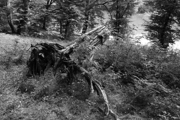 Romantische Oude Grote Bomen Maagdelijk Bos Rivier Sazava Midden Tsjechië — Stockfoto