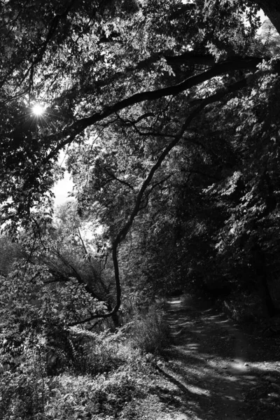 Romantische Oude Grote Bomen Maagdelijk Bos Rivier Sazava Midden Tsjechië — Stockfoto