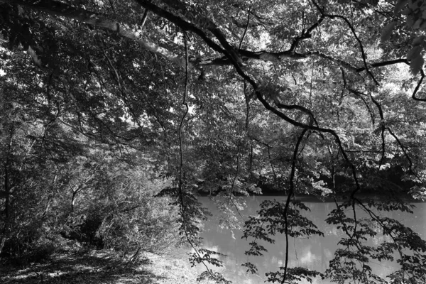 Romantique Vieux Grands Arbres Dans Forêt Vierge Propos Rivière Sazava — Photo