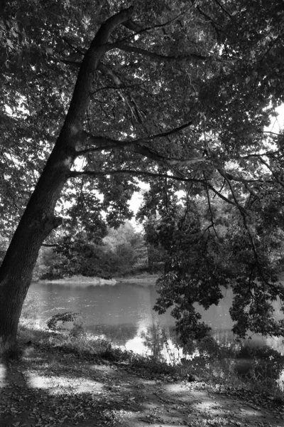 Romantique Vieux Grands Arbres Dans Forêt Vierge Propos Rivière Sazava — Photo