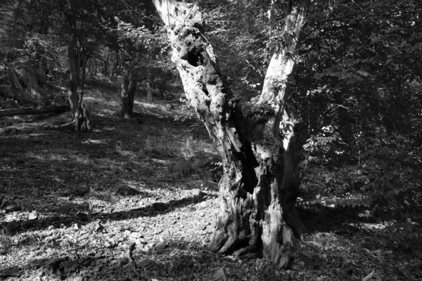 Romantique Vieux Grands Arbres Dans Forêt Vierge Propos Rivière Sazava — Photo