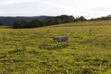 Kuzey Moravya, Çek Cumhuriyeti 'ndeki Rychlebske Dağları' nda inekler otluyor. 