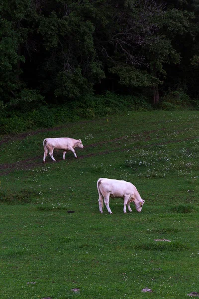Kühe Weiden Der Sauberen Natur Rychlebske Gebirge Nordmähren Tschechische Republik — Stockfoto