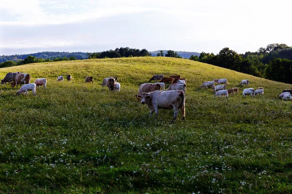 Krowy Pasące Się Czystej Naturze Górach Rychlebskich Morawy Północne Czechy — Zdjęcie stockowe