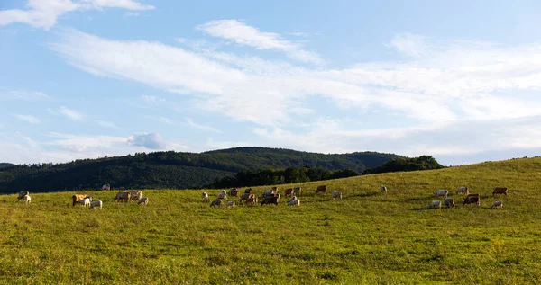 Krowy Pasące Się Czystej Naturze Górach Rychlebskich Morawy Północne Czechy — Zdjęcie stockowe
