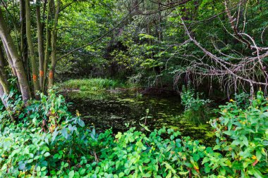 Kuzey Moravya, Çek Cumhuriyeti Rychlebske Dağları 'ndaki güzel temiz manzara