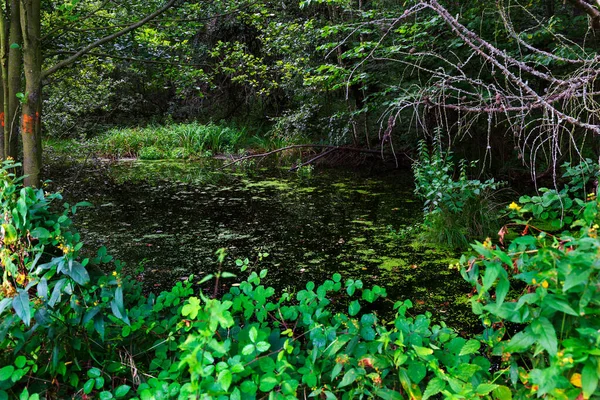 Schöne Saubere Landschaft Rychlebske Gebirge Nordmähren Tschechische Republik — Stockfoto