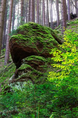 Çek Cumhuriyeti, İsviçre ve Çek Cumhuriyeti 'nde Kayalar ve Kayalar ile Derenin etrafındaki vahşi yaz manzarası