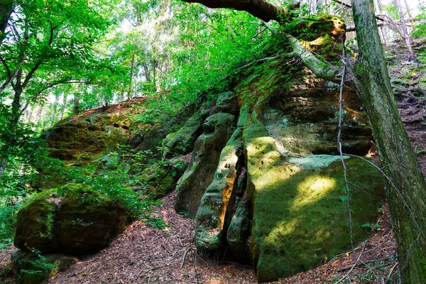 Divoká Letní Krajina Kolem Potoka Balvany Skálou Českém Švýcarsku — Stock fotografie