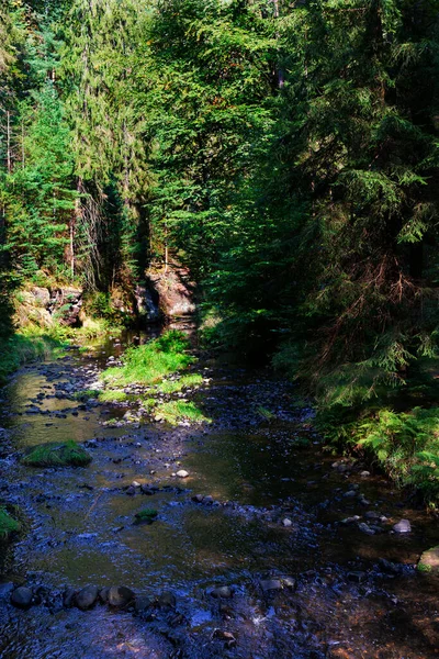 チェコの岩と岩のあるクリーク周辺の野生の夏の風景スイス チェコ共和国 — ストック写真