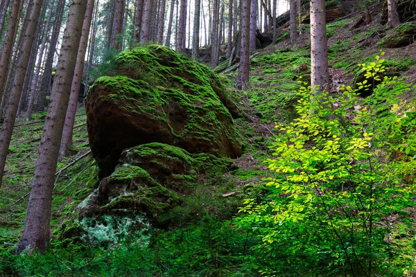 Vild Sommar Landskap Runt Med Stenblock Och Sten Tjeckien Schweiz — Stockfoto