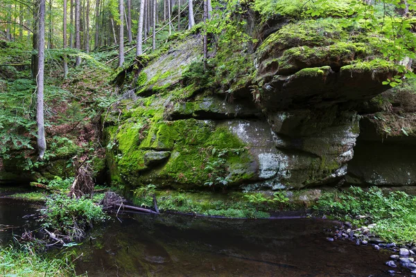 Paisaje Salvaje Verano Alrededor Del Arroyo Con Rocas Rocas Suiza —  Fotos de Stock