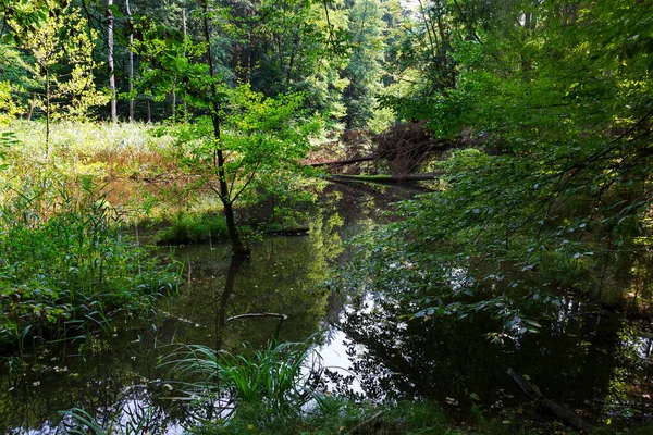 Vild Sommar Landskap Runt Med Stenblock Och Sten Tjeckien Schweiz — Stockfoto