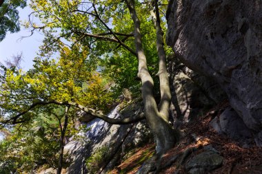 Çek Cumhuriyeti, Çek Cumhuriyeti 'nde yaz sonu manzarası