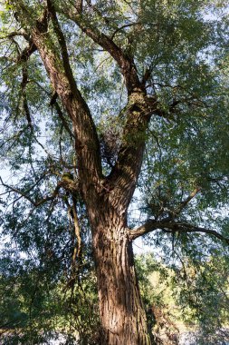Çek Cumhuriyeti 'nin merkezinden Sazava Nehri etrafındaki güzel sonbahar ağaçları 